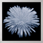 Meloncholy Dandelion Poster