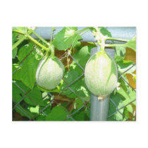 Melons Postcards