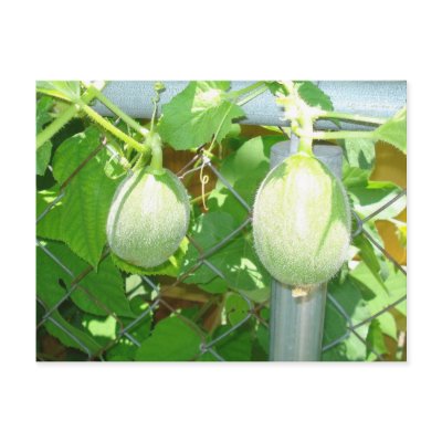 Melons Postcards by Eurythmia