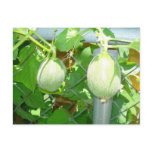 Melons Postcards