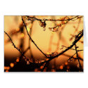 Melting Dawn cards by TDSwhite Melting Dawn cards