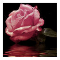 melting rose posters