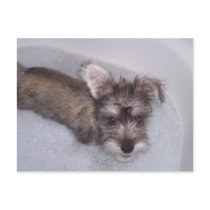 Melvin's Bath Time Post Card postcards by JessalynPeverill Melvin's Bath Time Post Card postcards