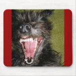 Menacing dog Menacing dog