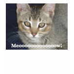 Meooooooooooooow! Shirts