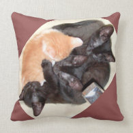 Meow Cats 37 Square Throw Pillow