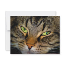 Meow invitations