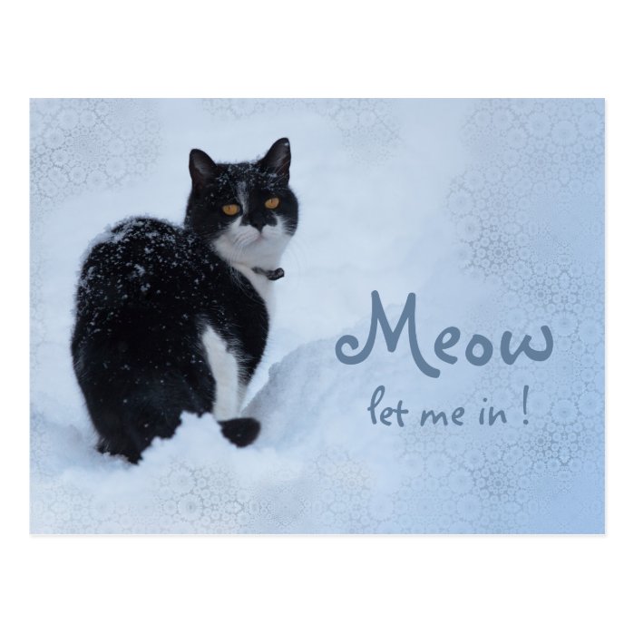 Meow Let me in! CC0826 Cat thoughts Postcard