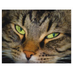 Meow letterhead