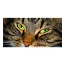 Meow photo cards