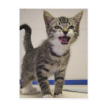 Meow postcards