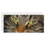 Meow rack cards