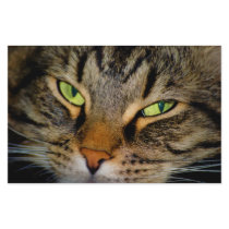 Meow stationery
