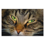 Meow stationery