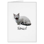 Meowing Cat Thanks cards