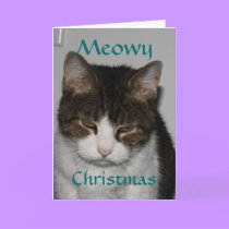Meowy Christmas - Cat's Holiday Greeting Card cards