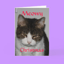 Meowy Christmas - Cat's Holiday Greeting Card cards