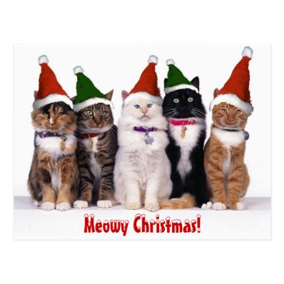 'Meowy Christmas!' Cats Post Cards