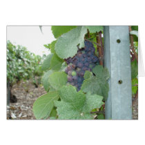 Mercier Vineyard cards