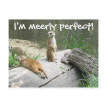 Merely Perfect Meerkat postcards by haywiregraphics Merely Perfect Meerkat postcards