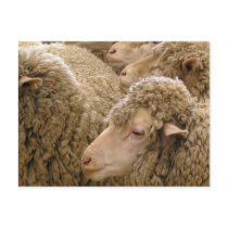 Merino sheep postcards