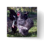 "Merlin" Blue Silkie Bantam Rooster "Merlin" Blue Silkie Bantam Rooster