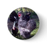 "Merlin" Blue Silkie Bantam Rooster "Merlin" Blue Silkie Bantam Rooster