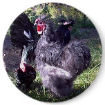 "Merlin" Blue Silkie Bantam Rooster "Merlin" Blue Silkie Bantam Rooster