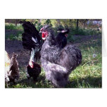 "Merlin" Blue Silkie Bantam Rooster "Merlin" Blue Silkie Bantam Rooster