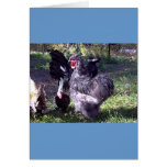 "Merlin" Blue Silkie Bantam Rooster "Merlin" Blue Silkie Bantam Rooster