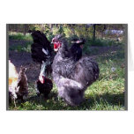 "Merlin" Blue Silkie Bantam Rooster "Merlin" Blue Silkie Bantam Rooster