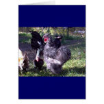 "Merlin" Blue Silkie Bantam Rooster cards