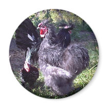 "Merlin" Blue Silkie Bantam Rooster magnets by pidgiefund "Merlin" Blue Silkie Bantam Rooster magnets