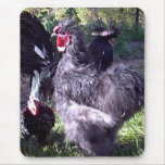 "Merlin" Blue Silkie Bantam Rooster "Merlin" Blue Silkie Bantam Rooster