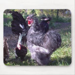 "Merlin" Blue Silkie Bantam Rooster "Merlin" Blue Silkie Bantam Rooster