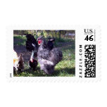 "Merlin" Blue Silkie Bantam Rooster