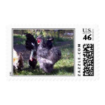"Merlin" Blue Silkie Bantam Rooster "Merlin" Blue Silkie Bantam Rooster