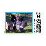"Merlin" Blue Silkie Bantam Rooster "Merlin" Blue Silkie Bantam Rooster