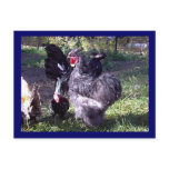 "Merlin" Blue Silkie Bantam Rooster postcards
