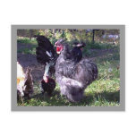 "Merlin" Blue Silkie Bantam Rooster postcards