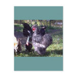 "Merlin" Blue Silkie Bantam Rooster postcards