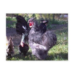 "Merlin" Blue Silkie Bantam Rooster postcards