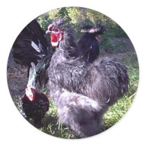 "Merlin" Blue Silkie Bantam Rooster stickers