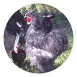 "Merlin" Blue Silkie Bantam Rooster stickers