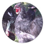 "Merlin" Blue Silkie Bantam Rooster stickers