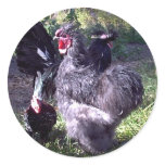 "Merlin" Blue Silkie Bantam Rooster stickers