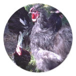 "Merlin" Blue Silkie Bantam Rooster stickers