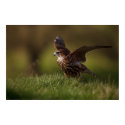 Merlin Falcon taking flight posters
