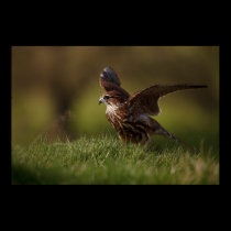 Merlin Falcon taking flight posters
