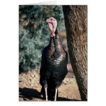 Merriams wild turkey, gobbler greeting card